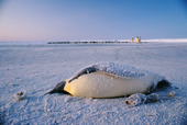 A dead Emperor Penguin and newly hatched chick on the sea ice of the Weddell Sea. Windy Cove, Antarctica.