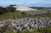 Coral pinnacles in the interior of Nauru. The Pacific.