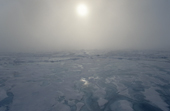The midnight sun shines through mist over sea ice in the Arctic Ocean. 1998