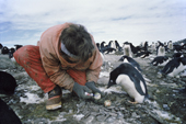 Adelie penguin (Pygoscelis adeliae) watches scientist measure its egg. Antarctica
