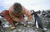 Adelie Penguin pecks at a scientist marking its egg. Signy. Antarctica