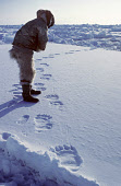 Mamarut, an Inuit hunter,checks to see how fresh some Polar Bear tracks are on the sea ice in Melville Bay. Northwest Greenland. (1980)
