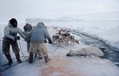 Inuit hunters haul dead Polar Bear out of lead onto the sea ice at the end of a hunt. Northwest Greenland. (1980)