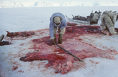 Inuit hunters, in polar bear pants, divide polar bear skin between themselves. Northwest Greenland. 1980