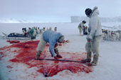 Inuit hunters, in polar bear pants, divide polar bear skin between themselves. Northwest Greenland. 1980