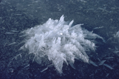 'Ice flower' - frozen extrusions of salt formed on new sea ice as salt water freezes. Northwest Greenland. 1980