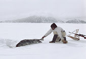 Inuit hunter, Isaanguaq, wearing traditional polar bear skin trousers & a white anorak. He is reteiving a seal he has shot on the sea ice by its breathing hole in Bylot Sound. Northwest Greenland. (1980)