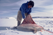 Inuit hunter Qaavigannguaq, skinning a ringed seal. He wears polar bear pants.  Northwest Greenland. 1980