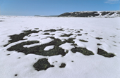 Patches of bare tundra show through the snow as the Spring thaw begins near Moriussaq. Northwest Greenland. 1980