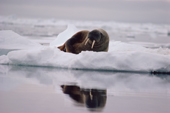 Walrus on an ice floe off the north west greenlandic coast in summer. 1980
