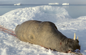 A dead walrus hauled onto sea ice for butchering during a Spring hunt near Moriussaq. Northwest Greenland. 1980