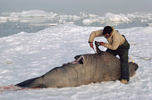 Ituko, an Inuit hunter,  butchers a Walrus on an ice floe near Cape Parry. Moriussaq,  Northwest Greenland. (1980)
