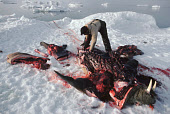 Ituko, an Inuit hunter,  butchers a Walrus he has killed on an ice floe. Moriussaq. Northwest Greenland. (1980)
