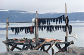 Narwhal meat sliced and hanging up to dry on a meat rack in Qeqertat. Thule, NW Greenland. 1980