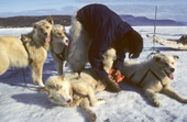 A sled dog has boots tied on to protect its feet from the sharp ice crystals of early summer. Northwest Greenland. 1980