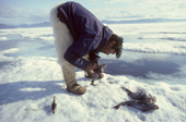 Inuit hunter, Jakob Petersen, wearing polar bear pants and sealskin kamik (boots), with some fish (sculpin) he has caught through the ice. Northwest Greenland. 1980