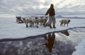 Inuit hunter Jakob prepares to jump a lead in summer sea ice. His huskies will follow. Qeqertat, NW Greenland. 1980