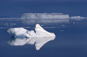 Bergy bit and Icebergs reflected in the water and summer sea ice. NW Greenland. 1980