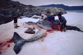 Inuit hunters butcher a Narwhal. By law Narwhal must be hunted using a kayak & a harpoon. Northwest Greenland. 1980