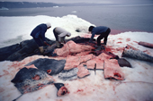 Inuit hunters butcher a Narwhal. The skin, a great source of vitamins, is a delicacy. N.W. Greenland. 1980