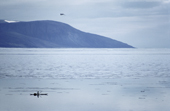 Inuit hunter using a kayak for hunting in the Summer. Inglefield Bay, Thule, Northwest Greenland. 1980