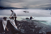 Inuit hunters using kayaks at a Narwhal hunting camp near Qeqertat in Inglefield Bredning, Northwest Greenland. (1980)