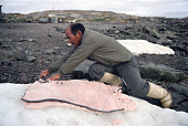 Qulutanguaq, an Inuit hunter, trimming fat off Mattaq (whale skin) after a Narwhal hunt at Qeqertat. Thule, Northwest Greenland. (1980)