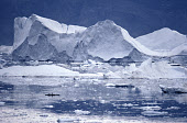 Inuit hunter sits in his kayak waiting for a seal to surface amongst icebergs in a fjord.North West Greenland. 1980