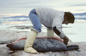 Inuit hunter, Nukagpianguaq, skinning a seal he has caught in Inglefield Bay. He wears sealskin kamik (boots). Qeqertat, Thule, Northwest Greenland. 1980