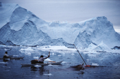 Inuit hunter in Kayak uses harpoon with throwing board to kill a Narwhal. Northwest Greenland. 1980