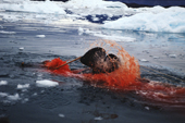 Harpooned Narwhal. Greenlandic Inuit are only allowed to hunt Narwhal with kayaks & harpoons. Greenland. 1980