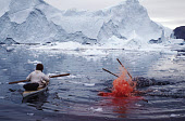 An Inuit hunter lances a harpooned Narwhal to kill it during a hunt in Inglefield Bredening. Qeqertat, Northwest Greenland. (1980)