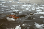 A harpooned narwhal in its death throes during a hunt by Inuit. Northwest Greenland. 1980