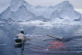 Jacob Petersen, an Inuit hunter, lances a harpooned Narwhal to kill it from his kayak during a hunt in Ingelfield Bredening. Qeqertat, Avanersuaq, Northwest Greenland. (1980) Northwest Greenland. 1980