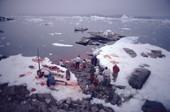 Inuit hunters butcher a Narwhal. The water stains red as the intestines are washed. Northwest Greenland. 1980