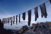 Large strips of Narwhal meat, hung up to dry in the summer air, will keep indefinitely. N.W. Greenland. 1980