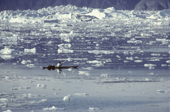 Inuit hunter in his kayak in the ice strewn waters of Inglefield Bredning, N.W. Greenland. 1980