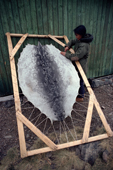 Inuit woman stretches a sealskin on a frame, to dry. Northwest Greenland. 1980