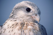 A young Gyr Falcon (Falco rusticolus). Northwest Greenland. 1985