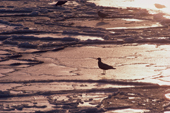 Bird stands on grease ice at freeze-up. North Greenland. 1987