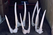 Walrus tusks at the village store in Siorapaluk. Northwest Greenland. 1989