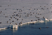 Eider ducks (Somateria mollissima) resting at the floe edge. Summer is a time of plenty. N.W. Greenland. 1989