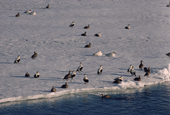 Eider ducks (Somateria mollissima) resting at the floe edge. Summer is a time of plenty. N.W. Greenland. 1989