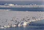 Eider ducks (Somateria mollissima) resting at the floe edge near Saunders Island. Northwest Greenland. (1989)