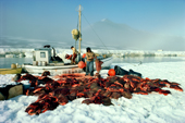 Inuit hunters at the floe edge with walrus meat from a hunting trip. Siorapaluk Northwest Greenland. 1977