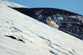 Arctic fox carrying hare meat from a kill. Siorapaluk Northwest Greenland. 1977