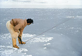 Inuit hunter, Peter Peary, holds the line to a walrus he has just harpooned at its breathing hole in the sea ice near Pitoraavik. Siorapaluk, Northwest Greenland. (1977)