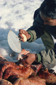 An Inuit woman using an Ulu (Woman's knife)to clean a polar bear skin. Siorapaluk, Thule, NW Greenland. Northwest Greenland. 1977