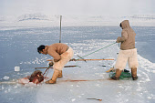 Inuit hunters, Peter Peary and Putdlak Uvdloriaq, about to haul a walrus they have killed up onto sea ice near Pitoraavik. Siorapaluk, Northwest Greenland. (1977)