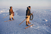 Peter Peary and Putdlak Uvdloriaq, Inuit hunters, wait on thin new sea ice for a walrus to surface near them. Pitoraavik, Siorapaluk. Northwest Greenland. (1977)
